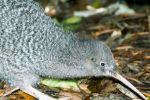 Image of Kapiti Island Nature Tours - Kapiti Coast